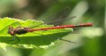 /album/my-local-birding-gallery/large-red-damselle-3-jpg/
